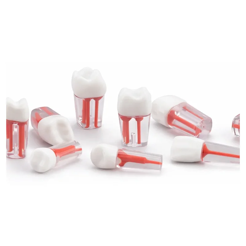 Este set de dientes de práctica para endodoncia en Lima Peru - Webley