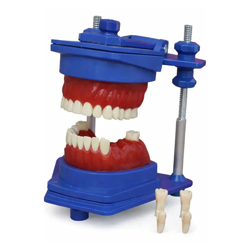El Tipodón MAC con boca de cera y dientes acrílicos en Lima Peru - Webley
